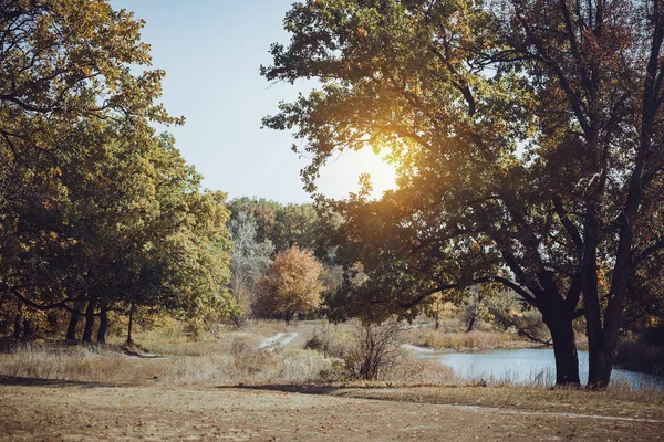 Bela floresta de outono — Fotografia de Stock