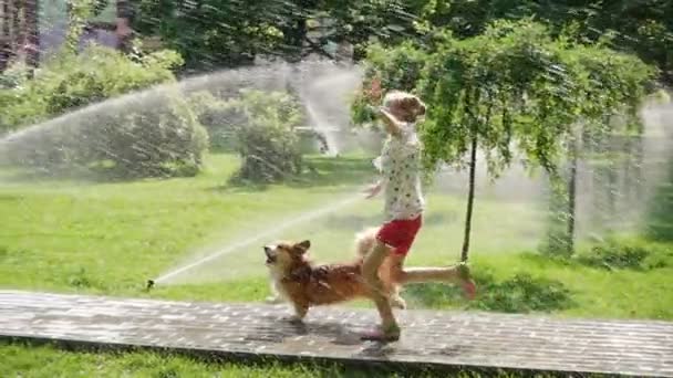 Bambina Che Gioca Con Cane Prato Del Parco Con Irrigatori — Video Stock