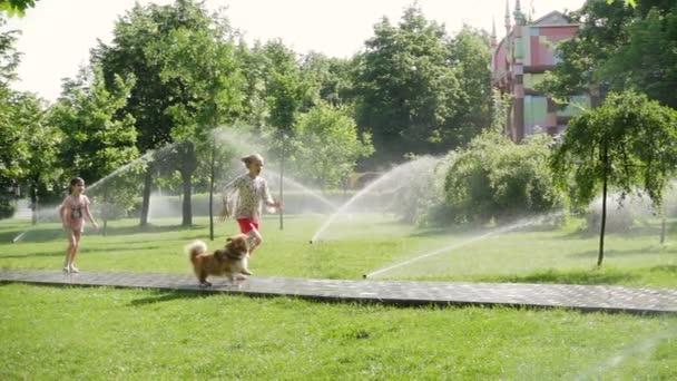 降りしきるスプリンクラーと公園の芝生で犬と遊ぶ女の子 — ストック動画