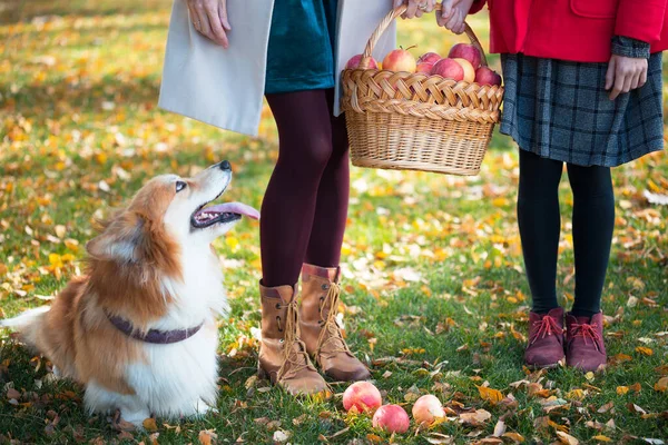 庭にりんごの入ったバスケットを持ってる 火のそばのコルギ犬 — ストック写真