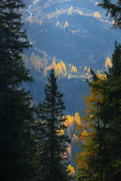 Sarı Karaçamalı Tepenin Manzarası Dağlarda Sonbahar Güzel Arazi Kaplaması — Stok fotoğraf
