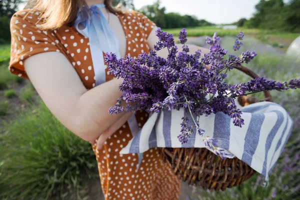 Provence Dívka Košíkem Levandule Levandulovém Fielu — Stock fotografie