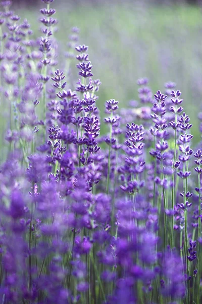 普罗旺斯 美丽的盛开的薰衣草场 花的背景 Franc — 图库照片