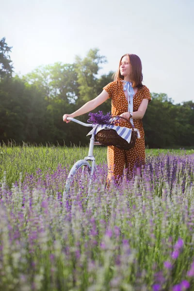 普罗旺斯 一个拿着复古自行车和一篮子薰衣草在薰衣草地里的姑娘 Franc — 图库照片