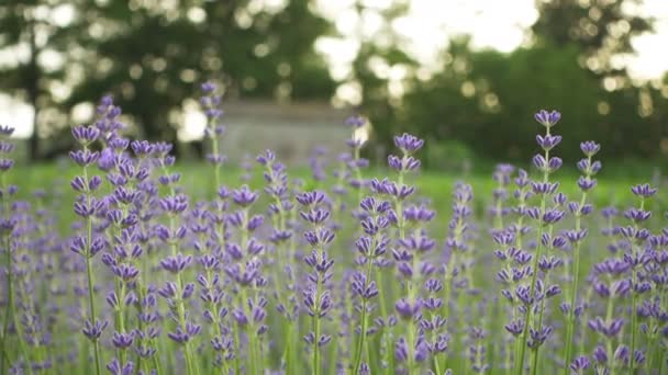 Vista Cerca Flores Color Púrpura Flor Lavanda Campo Soleado — Vídeos de Stock