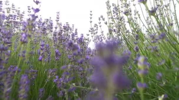 Vista Cerca Flores Color Púrpura Flor Lavanda Campo Soleado — Vídeos de Stock