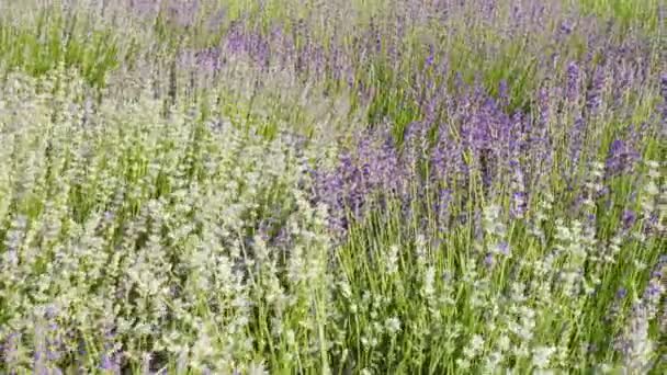 Close Uitzicht Paarse Bloeiende Lavendelbloemen Het Zonnige Veld — Stockvideo