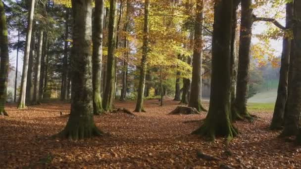 Vallende Bladeren Van Bomen Zonnige Herfstdag — Stockvideo