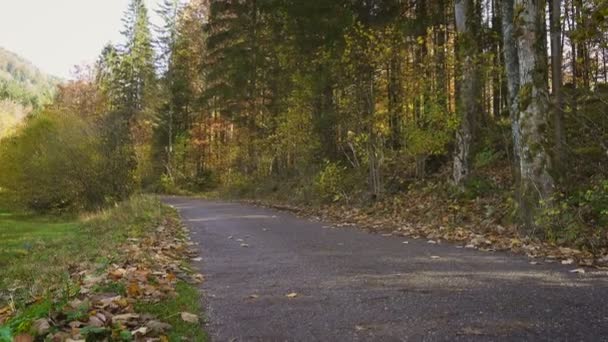 Biker Auf Leerem Herbstwaldweg — Stockvideo