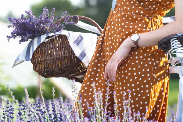 Provence Dívka Retro Bicyklem Košíkem Levandule Levandulovém Poli Frank — Stock fotografie