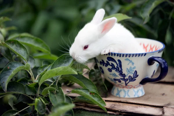 Маленький Красивый Белый Кролик Чашки Саду — стоковое фото