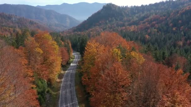 Літати Порожній Осінній Дорозі Яскравими Деревами Зелених Помаранчевих Червоних Тонах — стокове відео