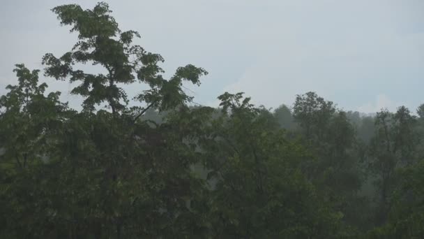 大雨和大风中刮树 恶劣天气和风暴 — 图库视频影像