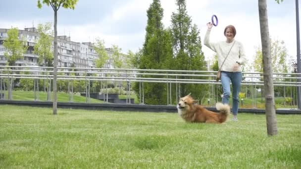 Lustiger Walisischer Corgi Flauschiger Hund Spielt Mit Dem Gummiring Spielzeug — Stockvideo