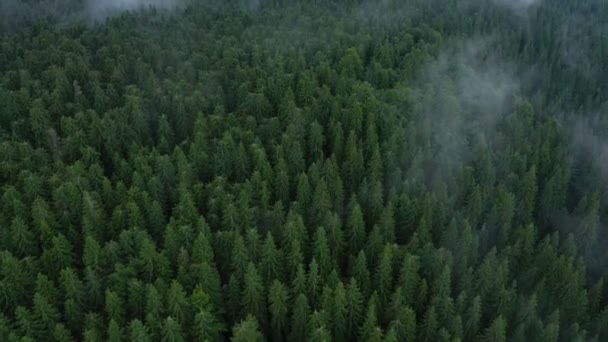 Sobrevolando Hermoso Valle Nublado Bosque Pinos — Vídeo de stock