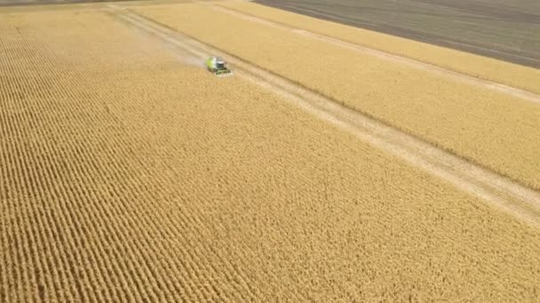 Dnipro Ukraine September 2019 Combine Machines Harvesting Corn Field Aerial — Stock Video