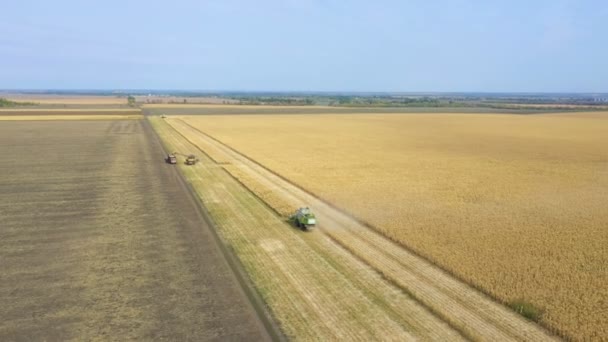 Днипро Украина Сентября 2019 Комбайны Собирающие Кукурузу Полевых Кадрах — стоковое видео