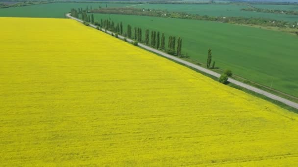 Bloeiende Koolzaad Veld Zonnige Dag — Stockvideo