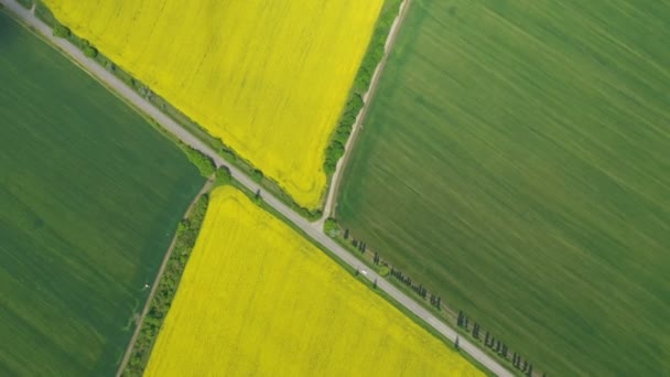 Bloeiende Koolzaad Veld Zonnige Dag — Stockvideo