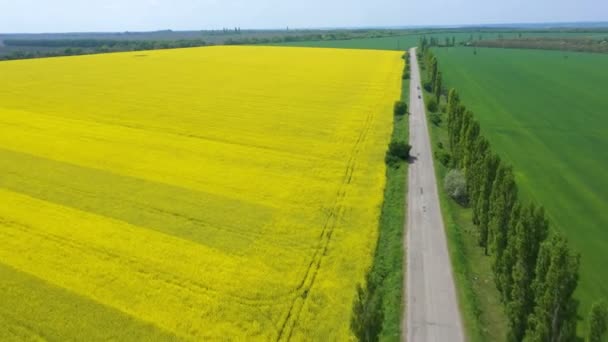 Blooming Rapeseed Field Sunny Day — Stock Video