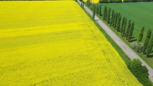 Bloeiende Koolzaad Veld Zonnige Dag — Stockvideo