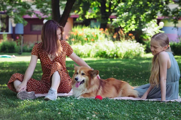 家族の中の犬 美しいコーギーふわふわ緑の芝生の上で女の子と — ストック写真