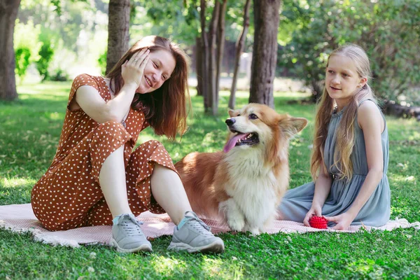 家族の中の犬 美しいコーギーふわふわ緑の芝生の上で女の子と — ストック写真