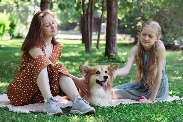 Pies Rodzinie Piękne Corgi Puszyste Zielonym Trawniku Dziewczyną — Zdjęcie stockowe