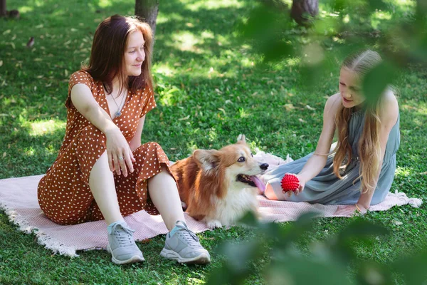 Pies Rodzinie Piękne Corgi Puszyste Zielonym Trawniku Dziewczyną — Zdjęcie stockowe