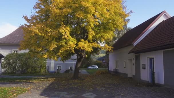 날에는 아름다운 노랗게 보이는 나무와 마을의 전통적 건물들 — 비디오