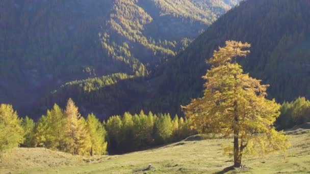 Wunderschönes Herbstliches Tal Der Europäischen Alpen Mit Den Leuchtenden Orangenbäumen — Stockvideo