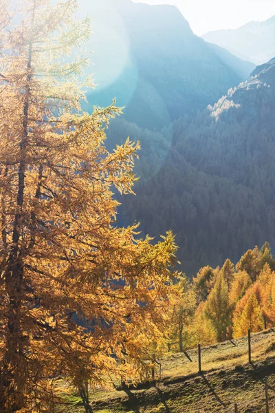 Красивий Гірський Пейзаж Осінніх Альпах Жовті Модрини Схилах Сонці — стокове фото