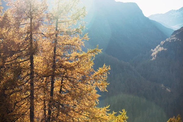 Hermoso Paisaje Montaña Los Alpes Otoño Alerces Amarillos Las Laderas —  Fotos de Stock