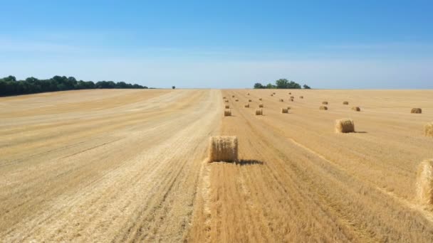 Bales Field Aerial View — Stock Video