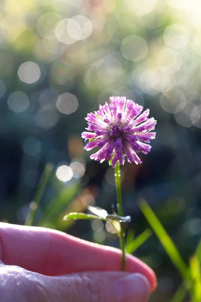 Uma Flor Trevo Com Gota Orvalho — Fotografia de Stock