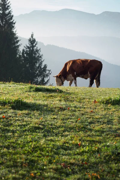 Krávy Pastvinách Siluety Hor Pozadí Rakousko — Stock fotografie