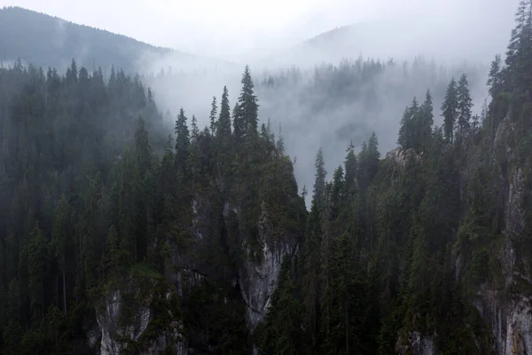 Hermoso Paisaje Montaña Fondo Bosques Pino —  Fotos de Stock