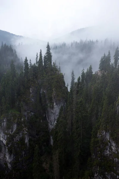 Güzel Dağ Manzarası Çam Ormanları Nun Arka Planı — Stok fotoğraf