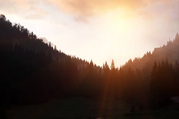 Bellissimo Paesaggio Montano Sfondo Pinete — Foto Stock