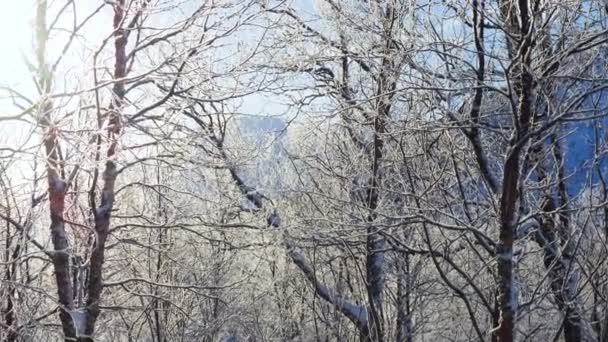 Prachtig Besneeuwd Winterlandschap Panorama Met Bevroren Bosbomen Stralende Zon — Stockvideo