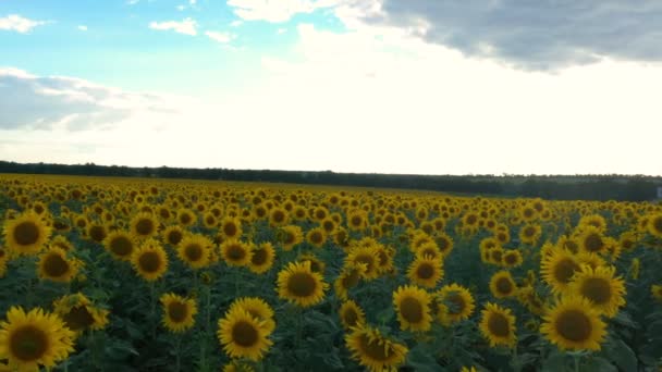 Luftaufnahme Von Goldfarbigen Blühenden Sonnenblumenfeld Zum Zeitpunkt Des Sonnenuntergangs — Stockvideo