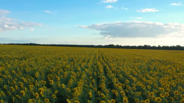 Luftaufnahme Von Goldfarbigen Blühenden Sonnenblumenfeld Zum Zeitpunkt Des Sonnenuntergangs — Stockvideo