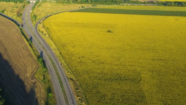 Drumul Autostrăzii Câmpul Floarea Soarelui Iluminate Grinzile Apus Vedere Aeriană — Videoclip de stoc