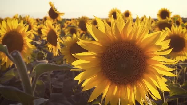 Girassol Flores Fechar Campo Noite Iluminado Pelo Pôr Sol — Vídeo de Stock