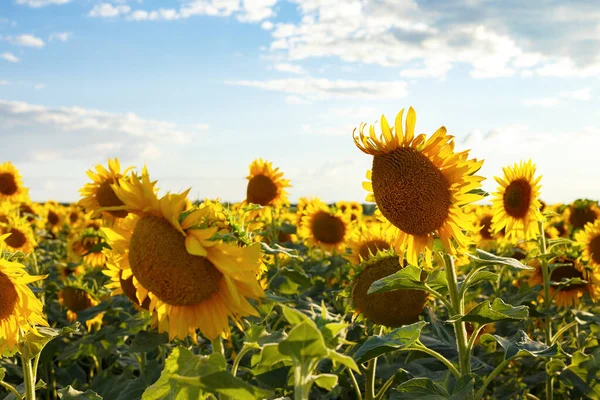 Close Zicht Zonnebloem Bloemen Avond Fiel — Stockfoto