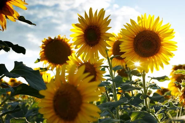 Close Visning Solsikke Blomster Aftenen Fiel - Stock-foto