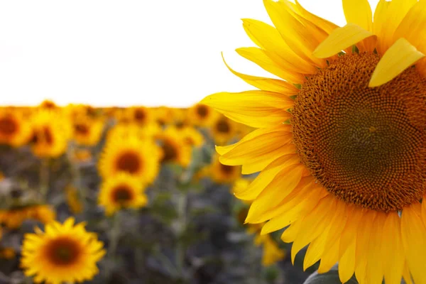 Close Zicht Zonnebloem Bloemen Avond Fiel — Stockfoto