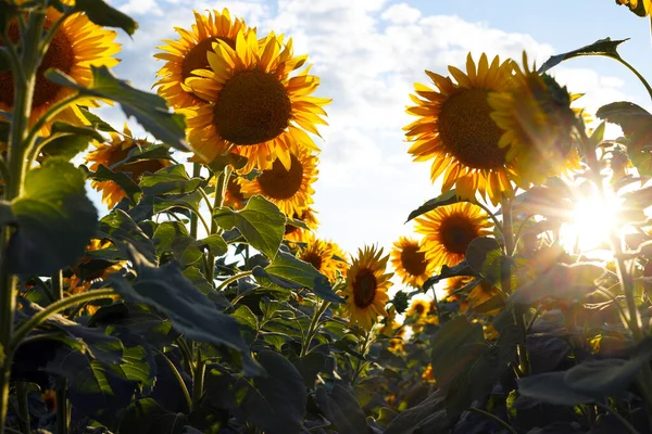 Close Visning Solsikke Blomster Aftenen Fiel - Stock-foto