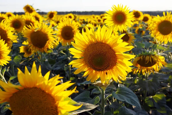 Med Utsikt Til Solsikkeblomster Ved Aftengløden – stockfoto