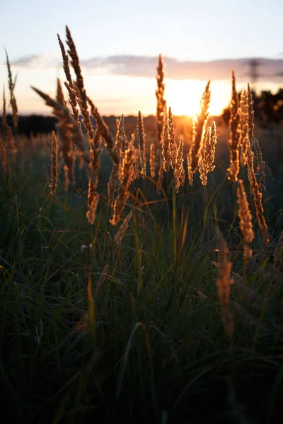 Background Abstract Evening Shot Grass Field Sunse — Stock Photo, Image